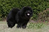 CHOW CHOW 449